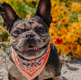 14" Pocket Cherry Bandana