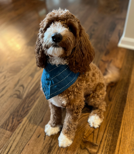 Arrow Dog Bandana